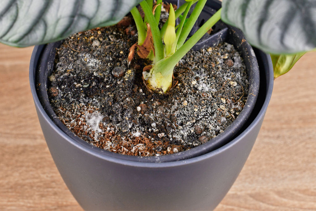 Tips tegen schimmel op potgrond ECOstyle 🪴