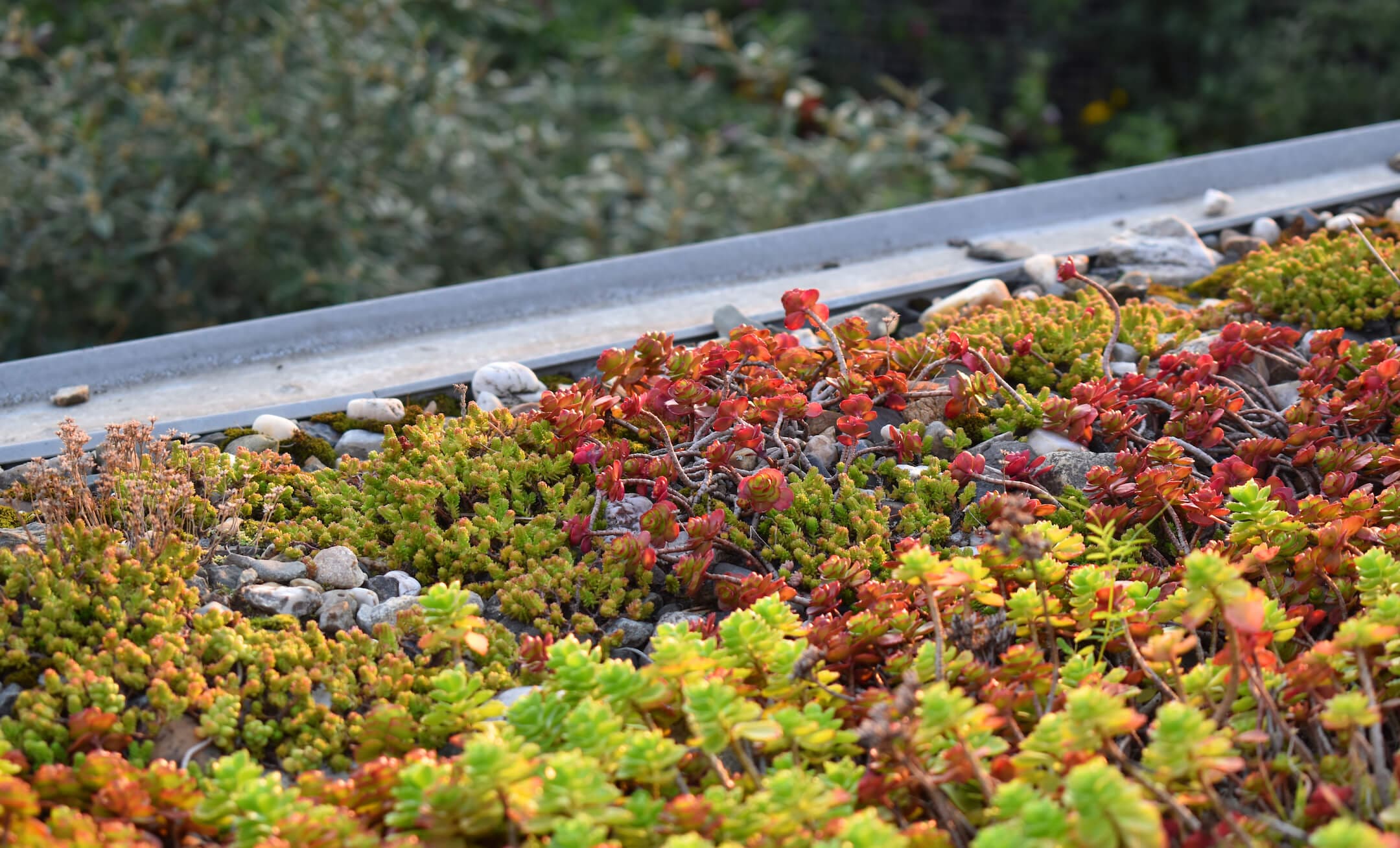 DIY: Een sedum dak aanleggen - onmisbare stap naar een duurzame tuin