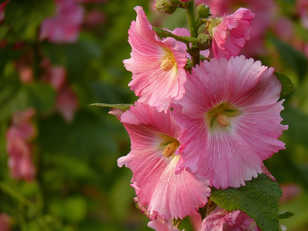 Stokroos zaaien? Zo fleur je elke muur of gevel op
