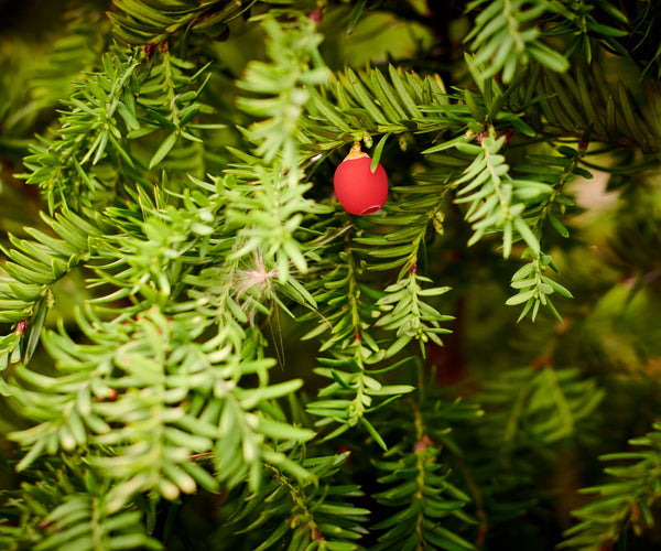 Taxus snoeien? Lees hoe en wanneer | ECOstyle