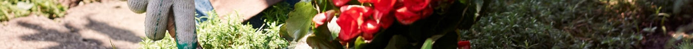 tegelvrije tuin