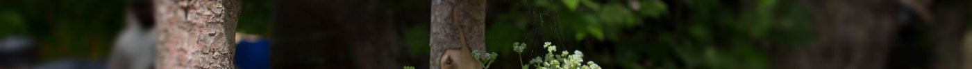 Verticaal tuinieren: bespaar ruimte in je tuin