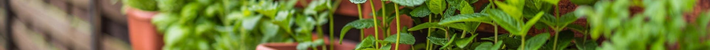 verticale moestuin