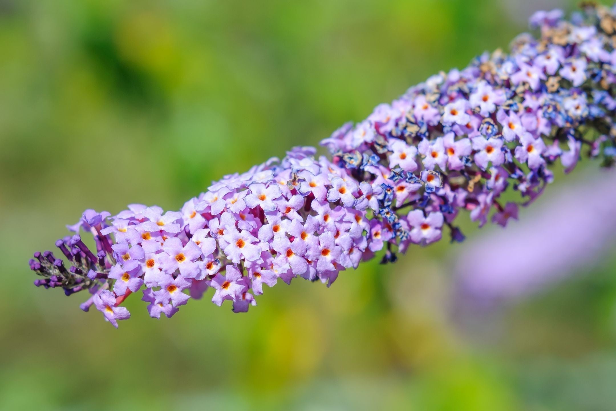 Vlinderstruik stekken: een handig stappenplan