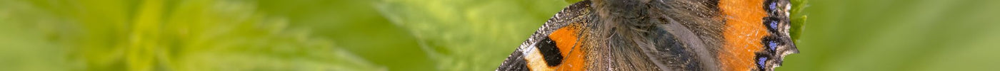 Waardplanten: essentiële voedselbronnen voor vlinders