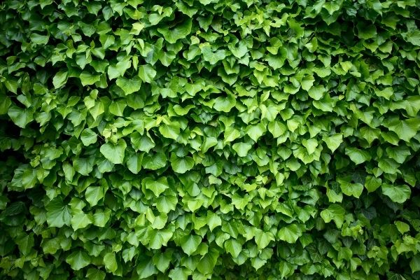 Klimop snoeien? Zo ga je zelf aan de slag! | ECOstyle