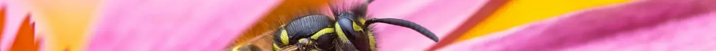 5x planten tegen wespen in de tuin
