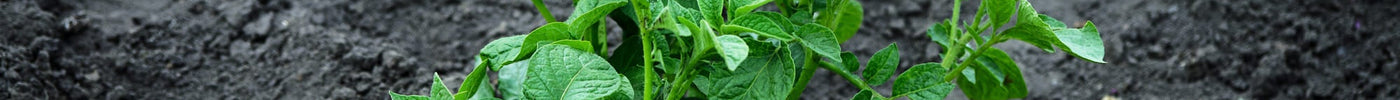 Aardappelziekte in de tuin: wat kun je er tegen doen?