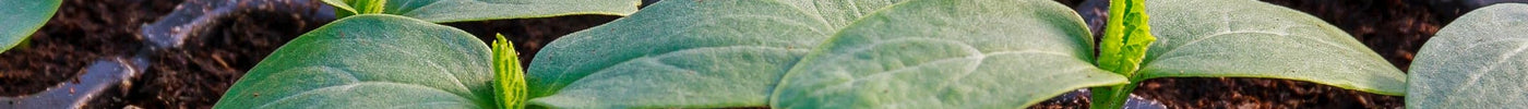 Voorzaaien voor de moestuin: waarom, wanneer en hoe werkt het?