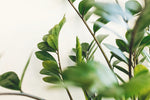 Makkelijke kamerplanten voor in huis? Dit is dé top 10!
