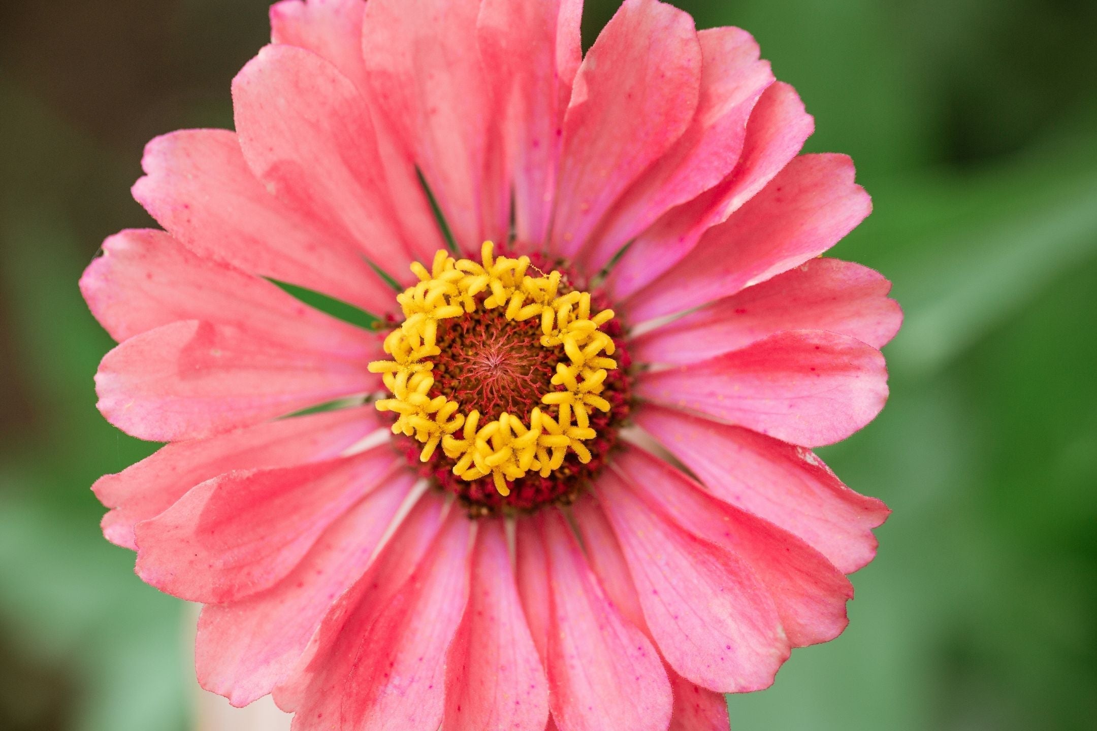 Zinnia zaaien: zorg voor felle kleuren in je tuin