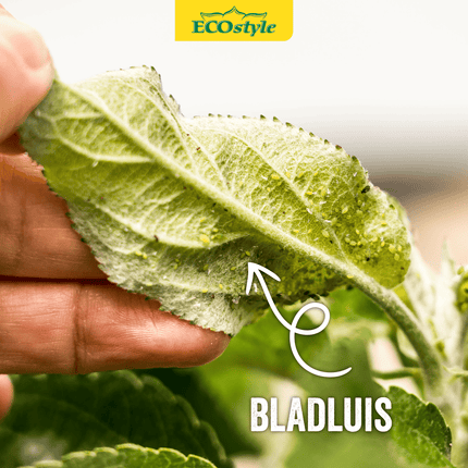 Lieveheersbeestjes Boerderij tegen bladluis