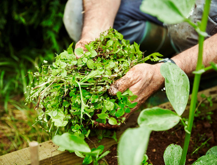 Last van onkruid in de tuin? Zo pak je het aan