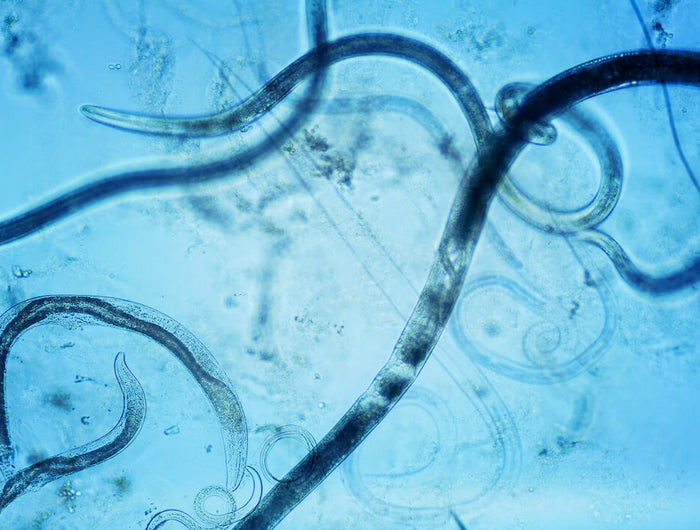 aaltjes nematoden kopen