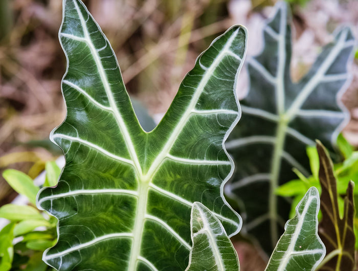 Alocasia verzorging