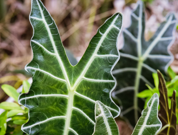 Alocasia verzorgen