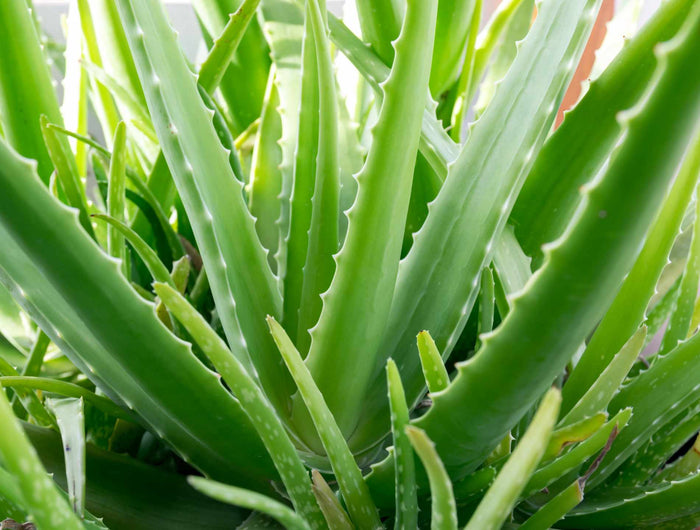 aloe vera verzorgen