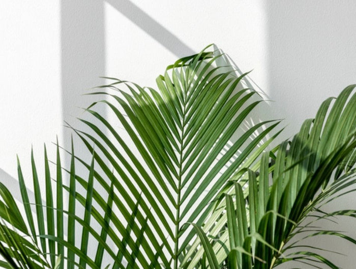 Goudpalm verzorging