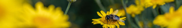 bij gele bloemen