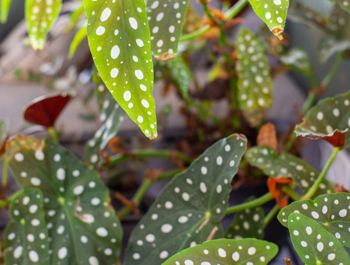 Begonia verzorging