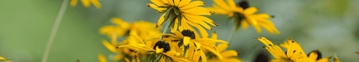 Advies en inspiratie blogs