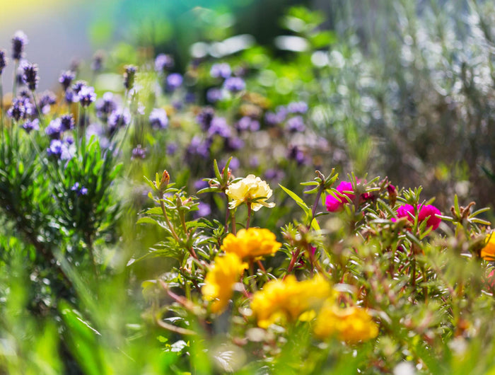 bloemen tuin