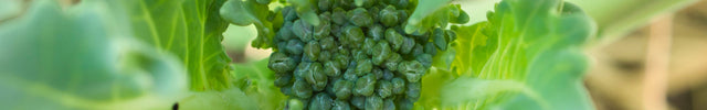broccoli plant moestuin