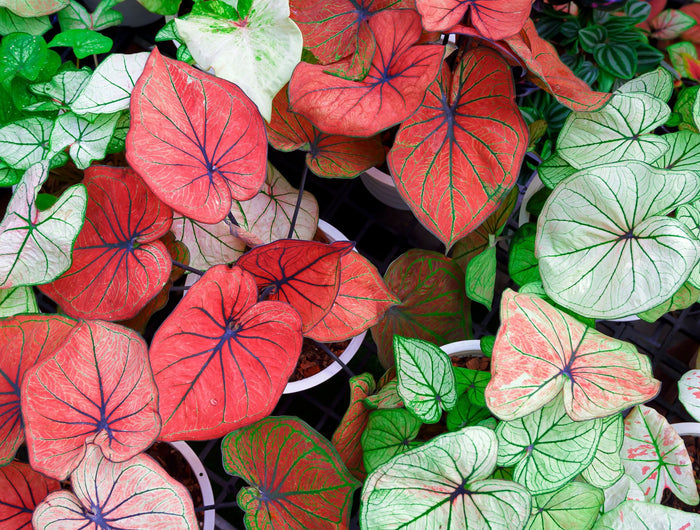 Caladium verzorging