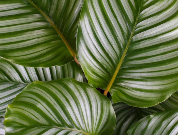 calathea verzorgen