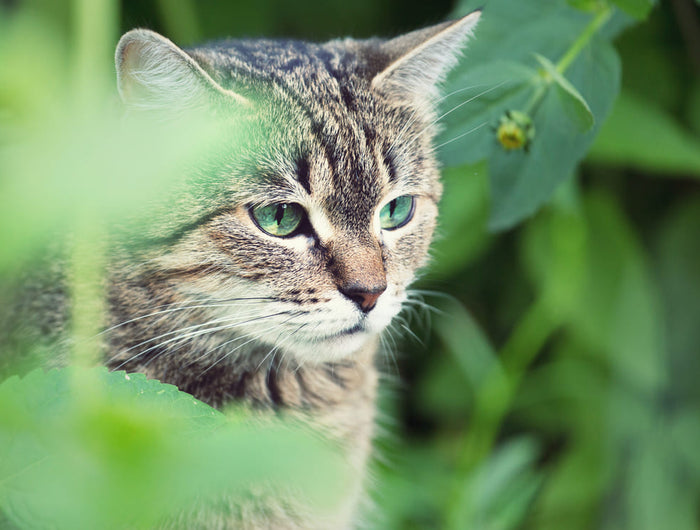 katten verjagen uit tuin