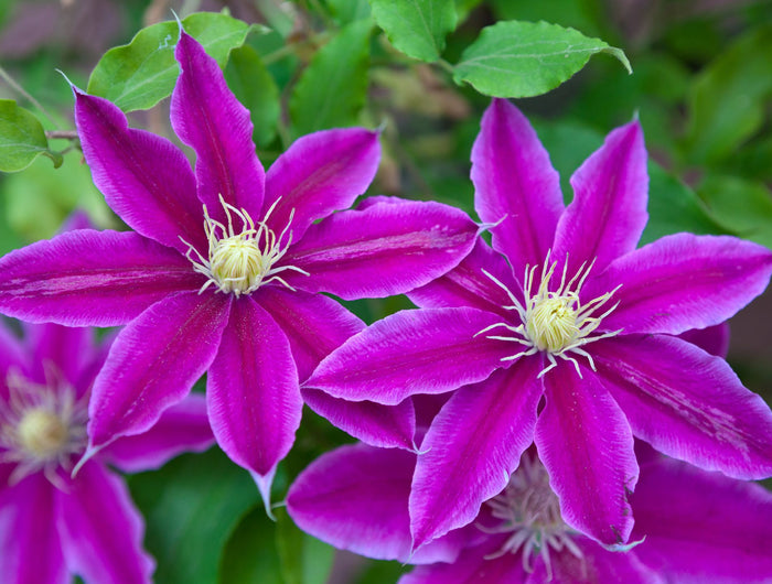 Clematis verzorging