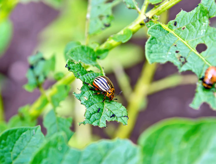 coloradokever bestrijden moestuin
