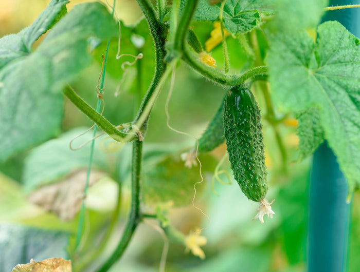 Moestuinkalender