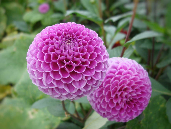 dahlia verzorgen