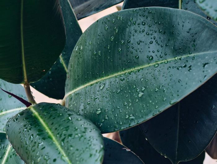 ficus verzorgen