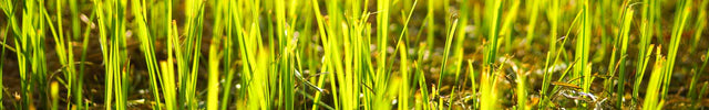 gras zaaien gazon