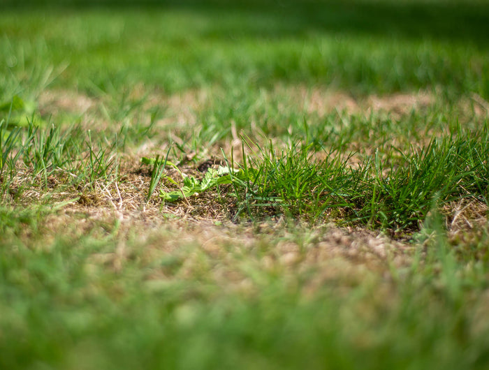 Kale plekken in het gras? Volg deze stappen om het te herstellen!