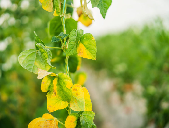 komkommer plant gele bladeren