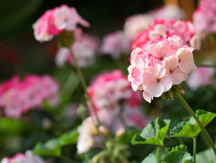 geranium verzorgen