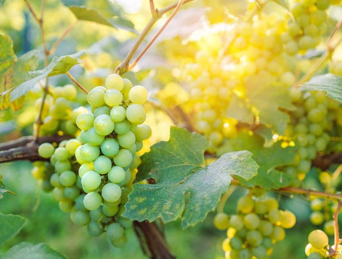 Fruit in de moestuin? Zorg voor de juiste voeding