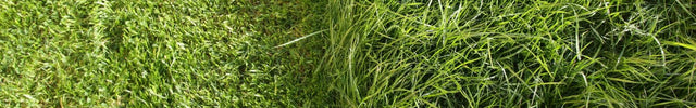 grasmaaien