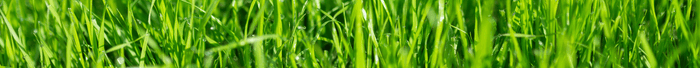 Graszaad kopen