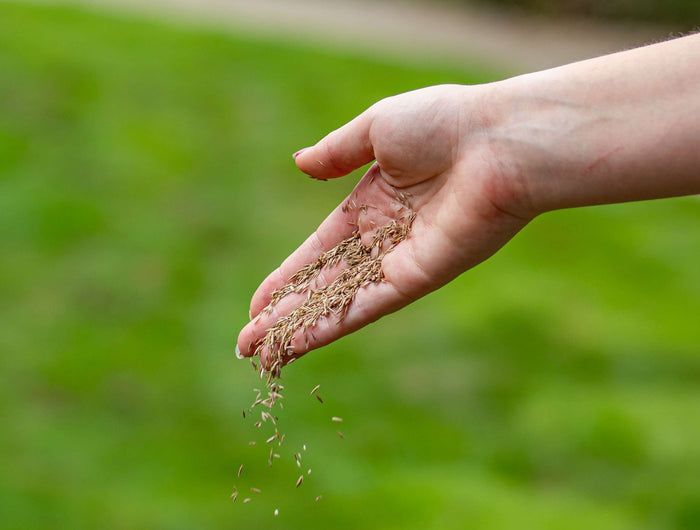 graszaad zaaien