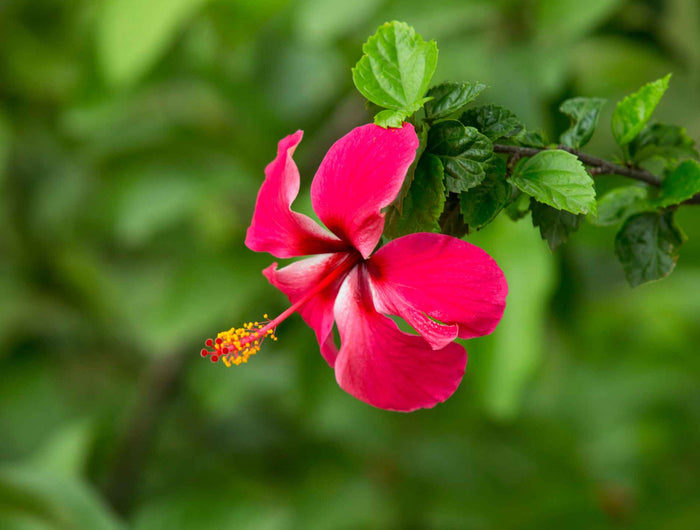 Hibiscus verzorgen