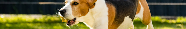 hond verjagen uit tuin