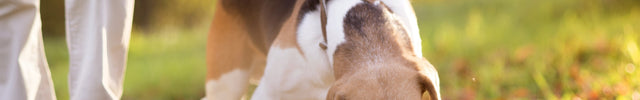 plassende honden verjagen