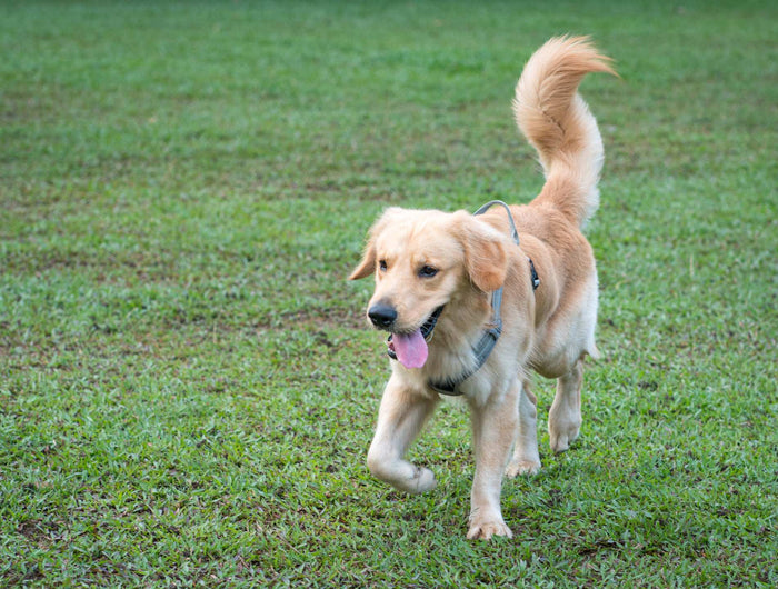 Honden verjagen uit de tuin? Bekijk onze oplossingen