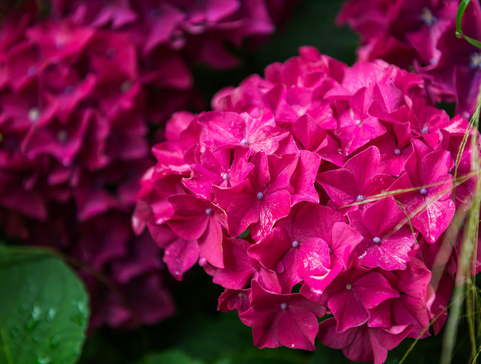 Tuin aanleggen? Ga aan de slag met deze vier stappen