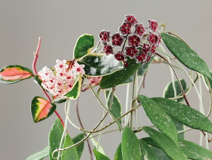 Hoya verzorging