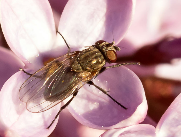 Last van kleine insecten in en om je huis? Dit kun je doen!